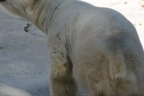 雪は一面血の海に…　ホッキョクグマに襲われた環境活動家が死亡