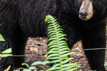 10年以上餌付けをしていても…　クマに襲われ体の大半を食べ尽くされた女性