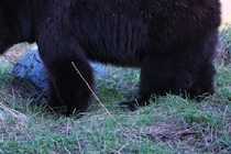 せっかくの誕生日パーティーが…　ピクニック中に現れたクマ