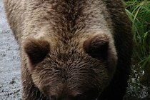 食料が入った荷物を奪い去り…　観光地で人間を威嚇していたクマ