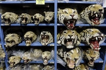 野生トラの危機　違法取引加速で個体数3700〜5500頭に　月9頭ペースで押収