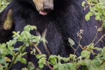 地面に押し倒され…　国立公園でクマに襲われ男性が死亡