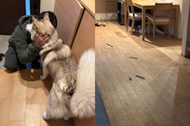 「そっくりな親子、でも性格は真逆」　飼い主を見送るときの2匹のシベリアンハスキーが？