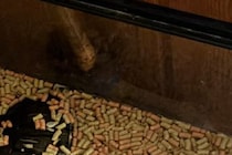 カメが暮らす水槽の中に入れられていたのは？　「かわいそう」「子供とはいえ流石に…」