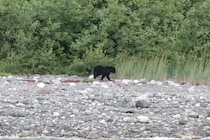 首から背骨に至るまで皮膚が破け失明…　クマに襲われ一命を取り留めた男性