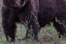 満腹になるまで遺体は食べ尽くされ…　ハイキング中の男性がクマに襲われ死亡