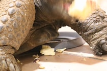 「サツマイモはテンション上がるようです」　ゾウガメの姿に5万人から「勢いがすごい！」