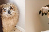 「これがこう」　フクロウの3週間後の姿に7万人が「本当に同じ？」と驚愕！