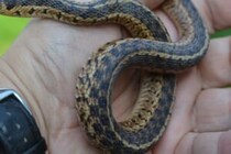 「やっぱり好きなんだ…！」　大雨が降った日にヘビが口にしていた生き物に40万人が興味津々