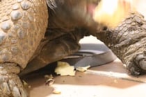 「サツマイモはテンション上がるようです」　ゾウガメの姿に5万人から「勢いがすごい！」