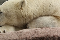 テントの中に侵入してきて…　ホッキョクグマに襲われ亡くなった学生旅行中の生徒