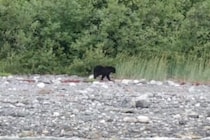 首から背骨に至るまで皮膚が破け失明…　クマに襲われ一命を取り留めた男性