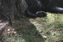 ブーツを履いた人間の脚を発見…　クマに襲われ亡くなった男性の最後