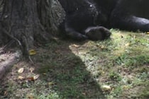 ブーツを履いた人間の脚を発見…　クマに襲われ亡くなった男性の最後