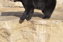 遺体はむさぼり食べられていた…　キャンプ場で男性がクマに襲われ死亡