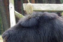 家の前には猫のエサが…　クマに襲われた70代女性が死亡