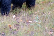 「体が引き裂かれるのを感じた」　冷蔵庫を漁っていたクマに襲われ大怪我