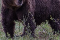 満腹になるまで遺体は食べ尽くされ…　ハイキング中の男性がクマに襲われ死亡