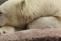 テントの中に侵入してきて…　ホッキョクグマに襲われ亡くなった学生旅行中の生徒を選択 テントの中に侵入してきて…　ホッキョクグマに襲われ亡くなった学生旅行中の生徒