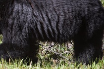 後頭部から頭皮、背中の皮まで引き剥がされ…　クマに襲われた男性が死亡