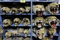 野生トラの危機　違法取引加速で個体数3700〜5500頭に　月9頭ペースで押収