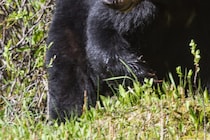 身体は食べられ近くにはフンも…　クマに襲われた自然研究家が死亡