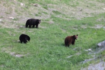 首と頭部をがっちり掴まれ…　クマに襲われたガス会社の従業員が死亡