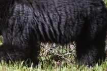 後頭部から頭皮、背中の皮まで引き剥がされ…　クマに襲われた男性が死亡