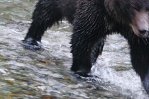 轢いて転落した後に…　マウンテンバイクで走行中クマに襲われ男性が死亡