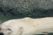 子供の目の前で…　ホッキョクグマに襲われ父親が死亡