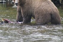 胃袋からは髪の毛、肉、骨が…　クマに襲われた男性が死亡