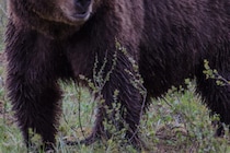 森の中に迷ってしまい…　アメリカでマラソン大会中クマに襲われた16歳が死亡