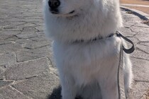 サモエドの頭上にあったのは？　4万人が「天使の輪に見えなくもない」に共感！