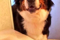 ボディソープを持ってきてと頼んだら？　駆けつけた愛犬の姿に「心は洗われた…！」