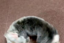 「こんなにわかりやすく目が回ってる犬初めて見たよ」　6秒の動画に2万人が癒される！