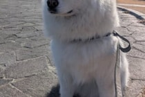 サモエドの頭上にあったのは？　4万人が「天使の輪に見えなくもない」に共感！