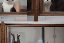 「アピールは猫それぞれ」　窓越しに4匹が見せた姿が？