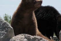 体の半分が食べられていた…　クマに襲われたロシアの村人が死亡