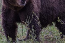 森の中に迷ってしまい…　アメリカでマラソン大会中クマに襲われた16歳が死亡