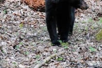 全身はぐちゃぐちゃに傷…　クマに襲われた男性が死亡