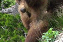 遺体には深い傷が…　狩猟をしていた男性がクマに襲われ死亡