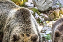 折れた骨が肺と心臓を貫通…　クマに襲われた男性が死亡