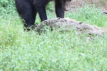 遺体はひどく損傷…　キャンプ場で婚約者がクマに襲われ死亡