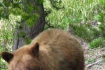 遺体の一部は食べられていた…　ハイキングをしていた大学生がクマに襲われ死亡