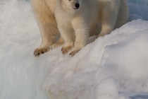 血まみれにの体をむさぼり食べていた…　ホッキョクグマに襲われた猟師が死亡