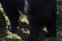 電話口からゴボゴボと異音…　クマに襲われていた母親が死亡