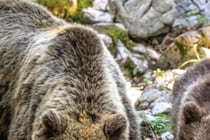 上半身はほとんど食べ尽くされ…　クマに襲われた男性が死亡