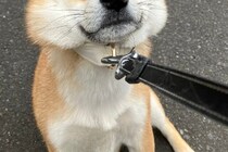 「絶対に行かない！」　散歩を拒否する犬の表情に1万人が癒される
