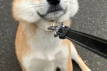 「絶対に行かない！」　散歩を拒否する犬の表情に1万人が癒される