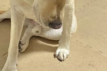 「ごめん、おやつ買い忘れた…」　知らされた犬の姿に1万人「ショックを受けてる」